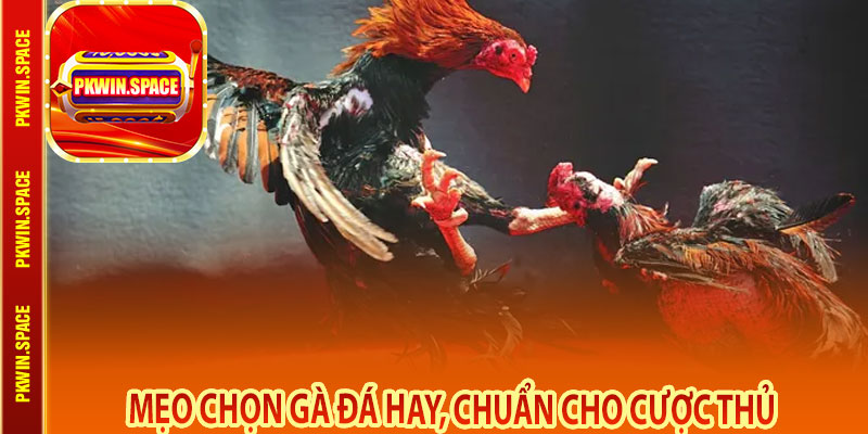 Mẹo Chọn Gà Đá Hay, Chuẩn Cho Cược Thủ